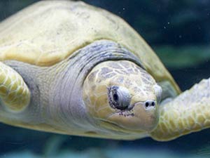 Изображение aquaria